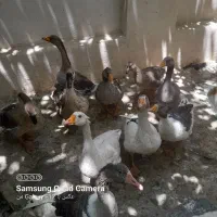 غاز بالغ سالم و سرحال