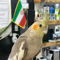 گمشده عروس ماده