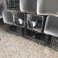 تعدادی کبوتر صحیح و سالم هم یکجا هم تکی