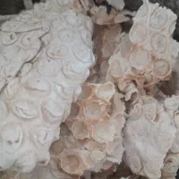 نان خشک