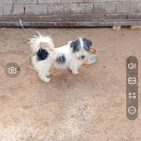سگ پاپی شیتزو