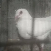 کبوتر