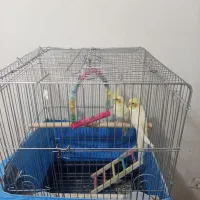 پرنده