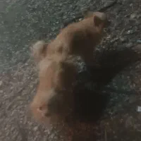 سگ پامره نرجهت کشش فروشی نیس