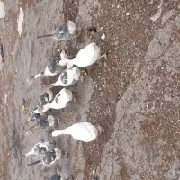 فروش قوغاز و اردک