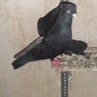 ۱جفت ذاغ چش نک سفید