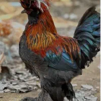 خروس سلطان