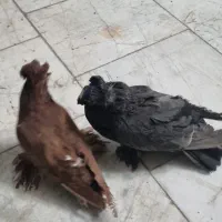 یک جفت کبوتر بخارا