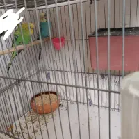 مرغ عشق  ماده اماده
