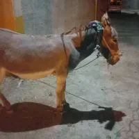 الاغ فروشی