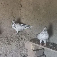 کفتر|پرنده|گلپایگان, |دیوار