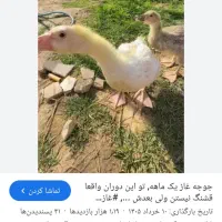 غاز