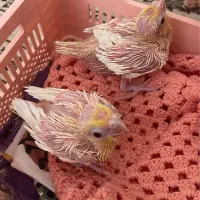 جوجه عروس هلندی