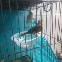 جفت تخم گذار
