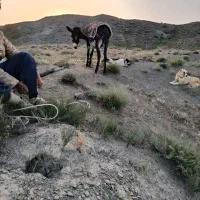 باسلام خدمت دوستان خر ماده فروشی