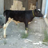 گاو شیری شکم اول