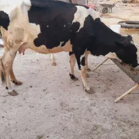 گاو