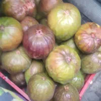 انجیل گلابی شیرین هرچند کیلو خاسید دارم کیلویی