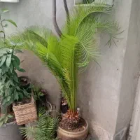 نخل سیکاس