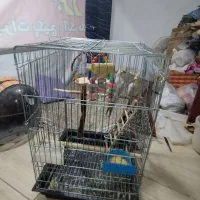 یک جفت عروس هلندی آهویی با قفس ۱۰ ۳۳