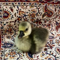 جوجه غاز اوکراینی