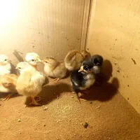 جوجه طبیعی زینتی -گردن لخت ،پاپری