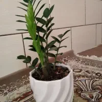 گلدان