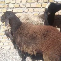 قربانی گوسفند قزوین