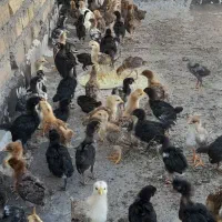 جوجه|حیوانات مزرعه|تاکستان, |دیوار