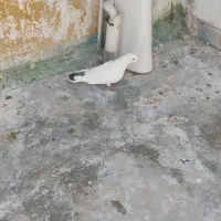 کبوتر نر 3عدد