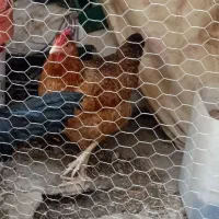 مرغ تخم گذار