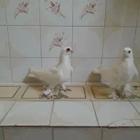 دوعددکبوترلوتی