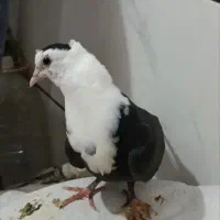 کبوتر کلاغ مخمل کله سفید