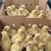 جوجه گوشتی و اردک گوشتی نژاد پلاس و پکنی
