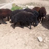 بره نره قره قزل موفر