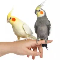 چند جفت عروس هلندی مولد درجه یک