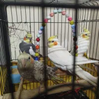 چهار عدد عروس هلندی