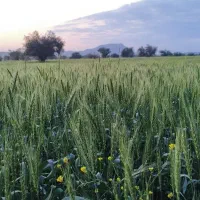زمین  معاوضه با خونه تولیکک