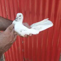 کبوتر