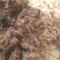 پشم گوسفند