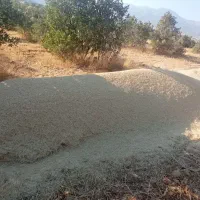 فروش کاه گندم