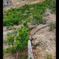 اسپار باغ