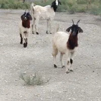 بز ماده دوقلو زاچاتمه