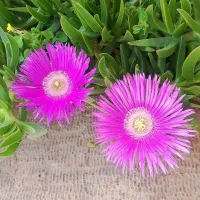سبزی خشک .پخش نو آوران بختگان