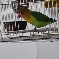 طوطی فیشر رنگ خاص