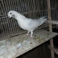 کبوتر تهرونی