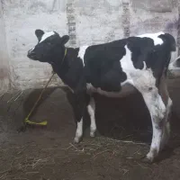 گاو