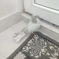 جوجه هفت‌رنگ