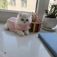 بچه گربه بریتیش نر لانگ هیر