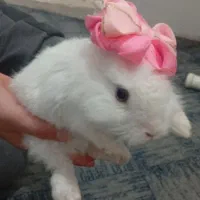 خرگوش